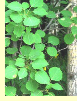 осина, или тополь дрожащий (Populus tremula L) осина, или тополь дрожащий (Populus tremula L)